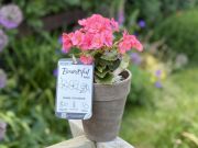 BGC & YPHA Begonia Bountiful Pink